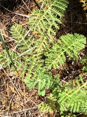 Tanacetum bipinnatum