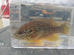 Lepomis gibbosus × cyanellus
