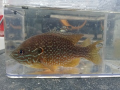 Lepomis gibbosus × cyanellus