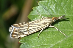 Chrysocrambus linetella