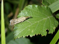 Chrysocrambus linetella