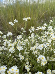 Plagiobothrys figuratus