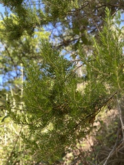 Erica arborea