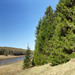 Picea × fennica - Photo (c) Евгений Катышев, algunos derechos reservados (CC BY-SA)