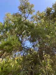 Erica arborea