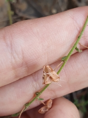 Fumana thymifolia
