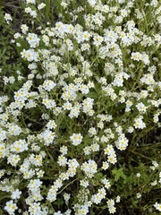 Plagiobothrys figuratus