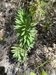 Daphne gnidium