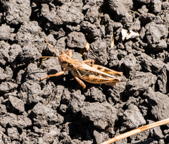 Melanoplus devastator