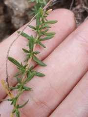 Fumana thymifolia