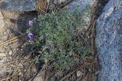 Lupinus breweri