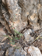 Fumana thymifolia
