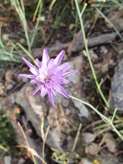 Catananche caerulea image