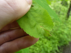 Orchestes pallicornis