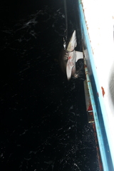 Carcharhinus falciformis