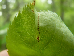 Orchestes pallicornis