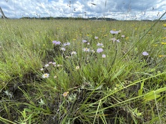 Erigeron decumbens