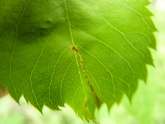 Orchestes pallicornis