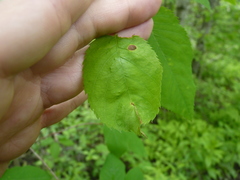 Orchestes pallicornis