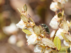 Cordylepherus viridis