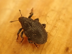 Ceutorhynchus alliariae