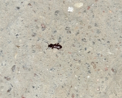 Tenebrionidae