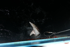 Carcharhinus falciformis