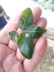 Pistacia terebinthus