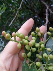 Pistacia terebinthus