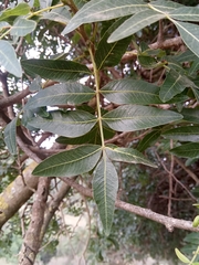 Pistacia terebinthus