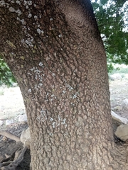 Pistacia terebinthus