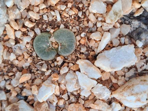 Ophthalmophyllum friedrichiae (híbrido de cultivo)