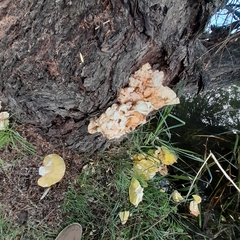 Laetiporus sulphureus