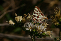 Cigaritis natalensis