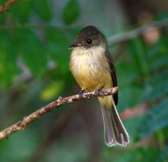 Contopus latirostris