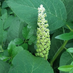 Phytolacca acinosa