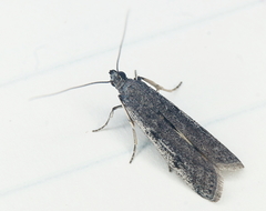 Acrobasis vaccinii