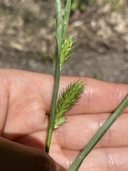 Carex secalina