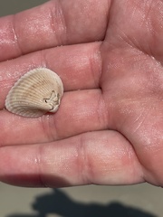 Anadara brasiliana