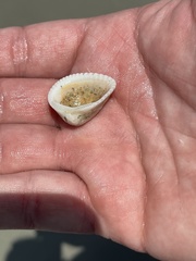 Anadara brasiliana
