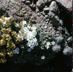 Phlox pulvinata
