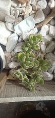 Cotyledon tomentosa