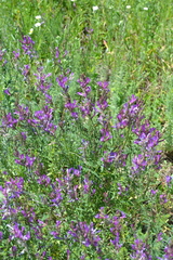 Astragalus macropus