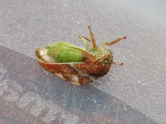 Cyrtolobus fuliginosus