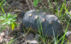 Chelonoidis carbonarius