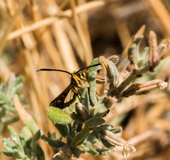 Synanthedon bibionipennis