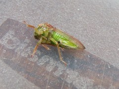 Cyrtolobus fuliginosus