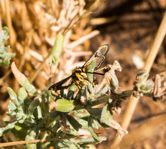 Synanthedon bibionipennis