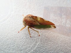 Cyrtolobus fuliginosus