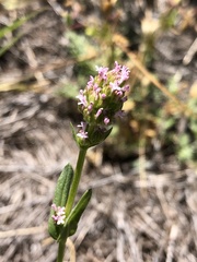 Plectritis ciliosa